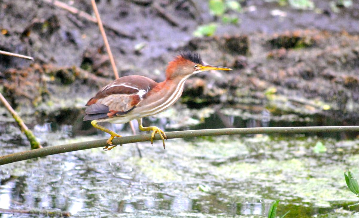 Least Bittern
